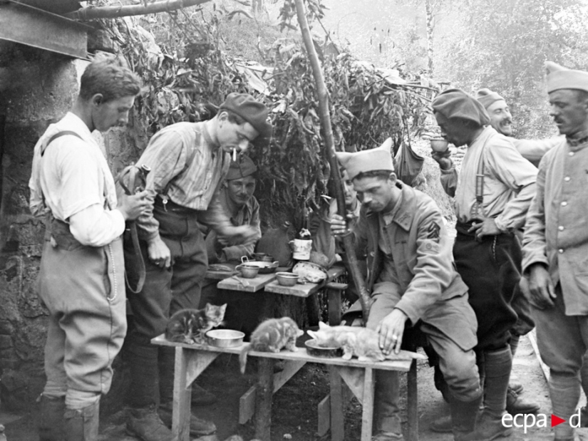 Cómo los gatos tomó parte en la guerra Cómo los gatos tomó parte en la guerra