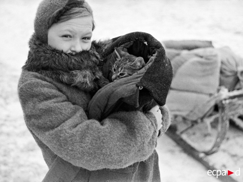 Cómo los gatos tomó parte en la guerra Cómo los gatos tomó parte en la guerra