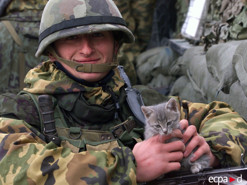 Cómo los gatos tomó parte en la guerra Cómo los gatos tomó parte en la guerra