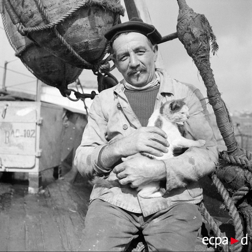 Cómo los gatos tomó parte en la guerra Cómo los gatos tomó parte en la guerra