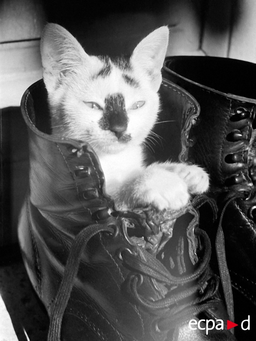 Cómo los gatos tomó parte en la guerra Cómo los gatos tomó parte en la guerra