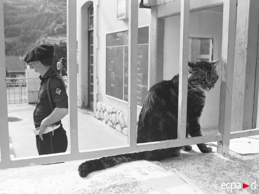 Cómo los gatos tomó parte en la guerra Cómo los gatos tomó parte en la guerra