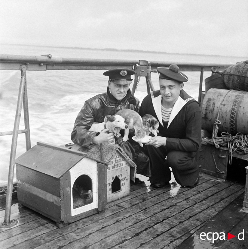 Cómo los gatos tomó parte en la guerra Cómo los gatos tomó parte en la guerra