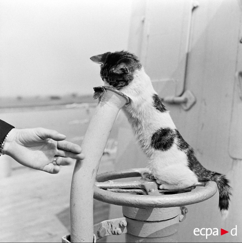 Cómo los gatos tomó parte en la guerra Cómo los gatos tomó parte en la guerra