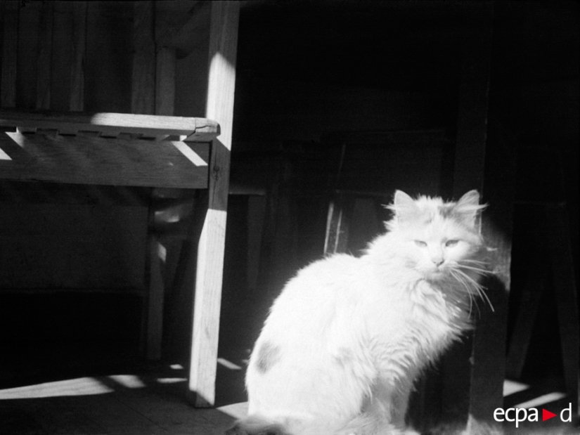 Cómo los gatos tomó parte en la guerra Cómo los gatos tomó parte en la guerra