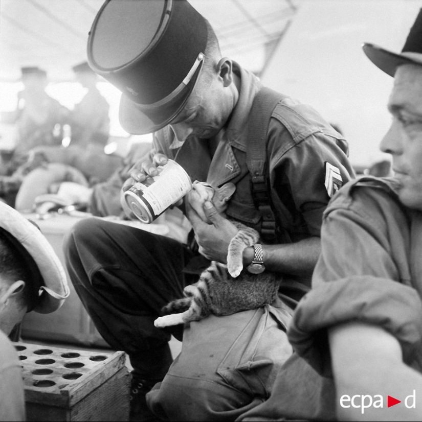 Cómo los gatos tomó parte en la guerra Cómo los gatos tomó parte en la guerra