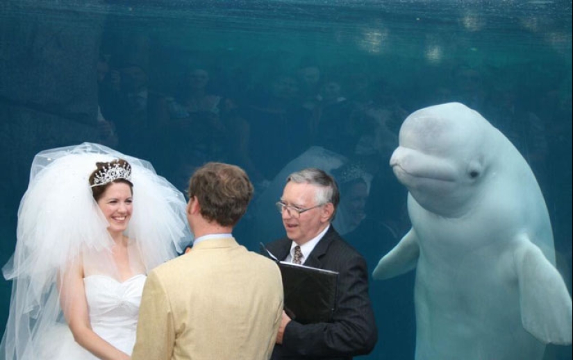 Cómo los niños, los animales y los invitados echan a perder las fotos de la boda Cómo los niños, los animales y los invitados echan a perder las fotos de la boda