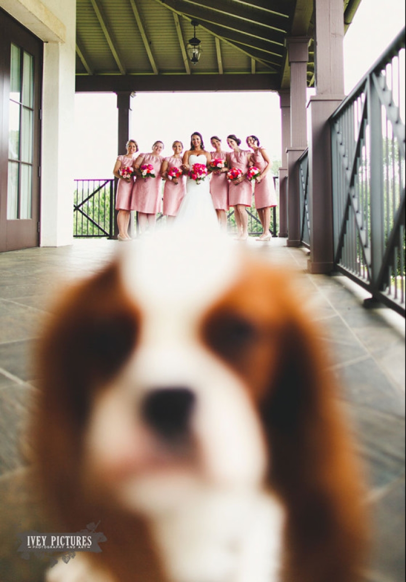 Cómo los niños, los animales y los invitados echan a perder las fotos de la boda Cómo los niños, los animales y los invitados echan a perder las fotos de la boda