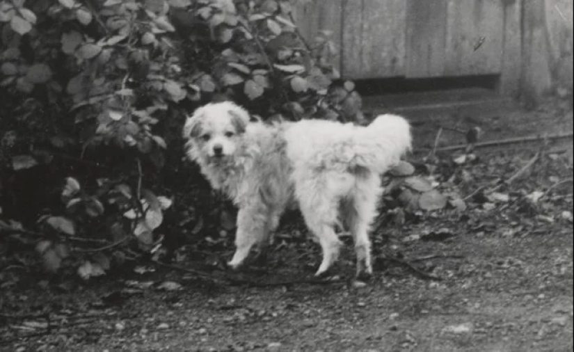 Cómo los perritos peludos salvaron a los indios del frío durante siglos
