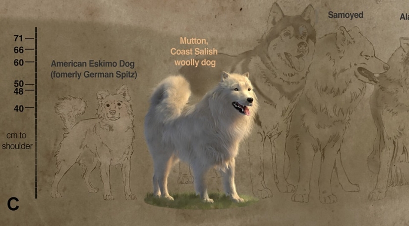 Cómo los perritos peludos salvaron a los indios del frío durante siglos