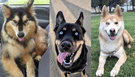 Cómo lucir como un cruce entre un husky y otras razas de perros