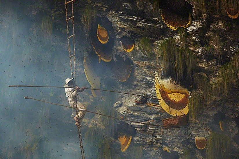 Cómo se extrae el dulce oro de Nepal