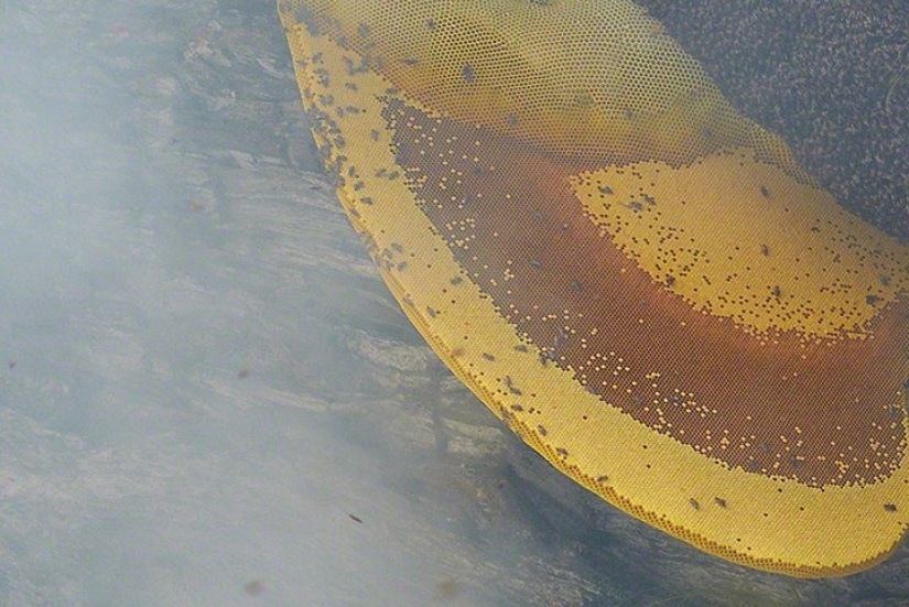 Cómo se extrae el dulce oro de Nepal