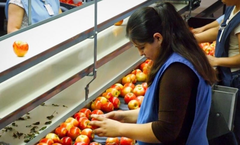 Cómo se procesan las manzanas para su almacenamiento a largo plazo y cómo no envenenarse con ellas Cómo se procesan las manzanas para su almacenamiento a largo plazo y cómo no envenenarse con ellas
