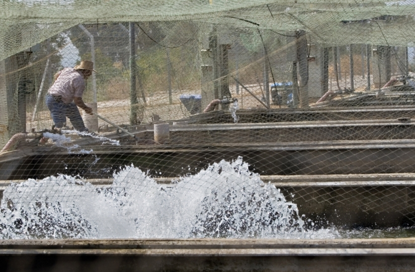 Cómo se produce el caviar negro en Israel
