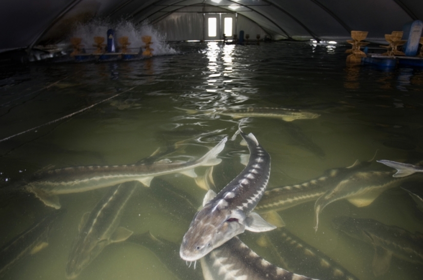 Cómo se produce el caviar negro en Israel