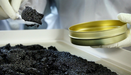 Cómo se produce el caviar negro en Israel Cómo se produce el caviar negro en Israel