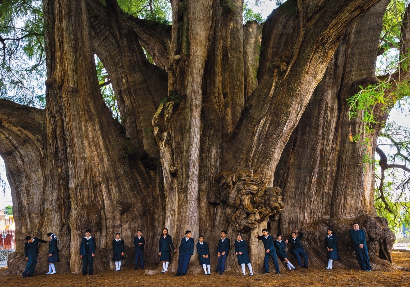 Cómo se ve el árbol Thule, un antiguo ciprés en México con el tronco más grueso del mundo Cómo se ve el árbol Thule, un antiguo ciprés en México con el tronco más grueso del mundo