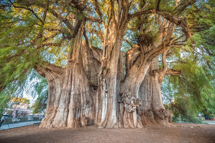 Cómo se ve el árbol Thule, un antiguo ciprés en México con el tronco más grueso del mundo Cómo se ve el árbol Thule, un antiguo ciprés en México con el tronco más grueso del mundo