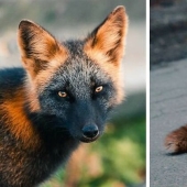 Cómo un fotógrafo canadiense se hizo amigo de un zorro Cómo un fotógrafo canadiense se hizo amigo de un zorro
