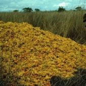 Cómo un montón de cáscaras de naranja cambió el ecosistema en América Central Cómo un montón de cáscaras de naranja cambió el ecosistema en América Central