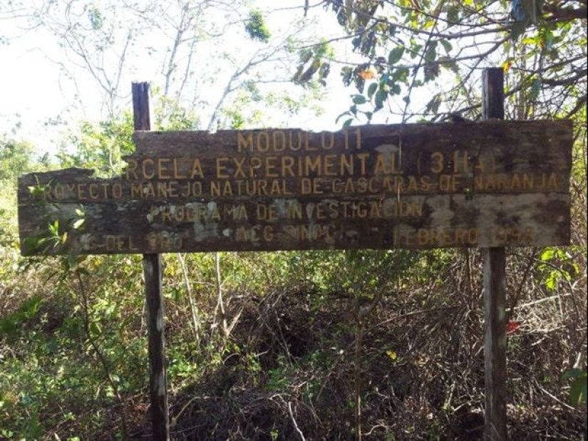 Cómo un montón de cáscaras de naranja cambió el ecosistema en América Central Cómo un montón de cáscaras de naranja cambió el ecosistema en América Central