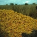 Cómo un montón de cáscaras de naranja cambió el ecosistema en América Central Cómo un montón de cáscaras de naranja cambió el ecosistema en América Central