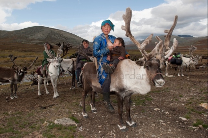 Cómo vive la tribu de pastores de renos de Mongolia, en peligro de extinción Cómo vive la tribu de pastores de renos de Mongolia, en peligro de extinción