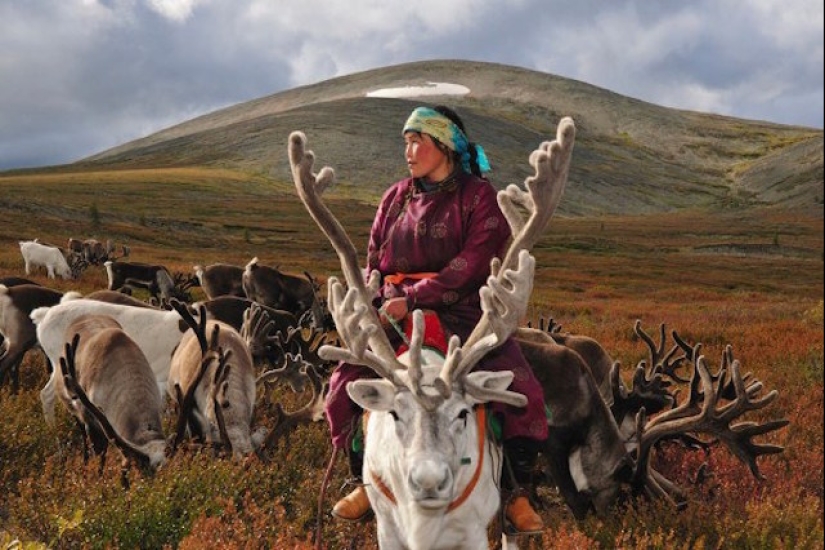Cómo vive la tribu de pastores de renos de Mongolia, en peligro de extinción Cómo vive la tribu de pastores de renos de Mongolia, en peligro de extinción