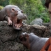 Cocaine hippos of Colombia, or Environmental sabotage Escobar Cocaine hippos of Colombia, or Environmental sabotage Escobar