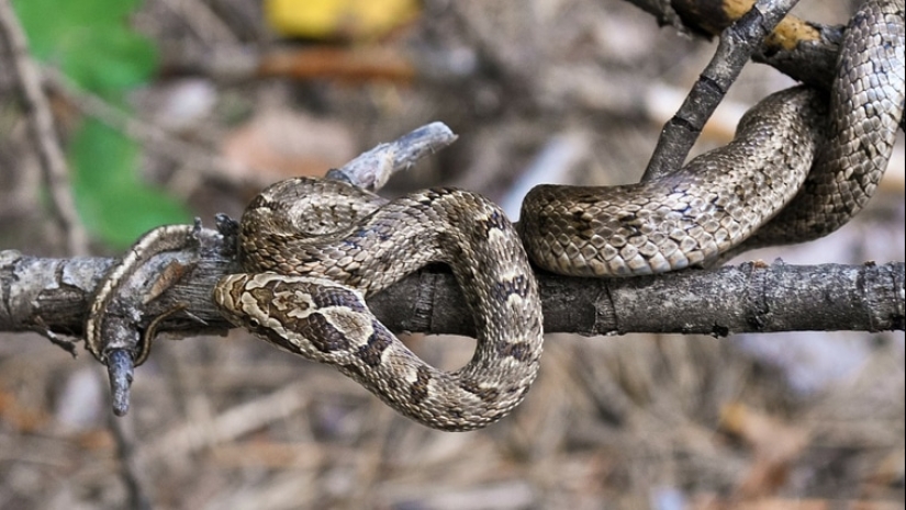 "Como el diablo del incienso": ¿cómo apareció esta frase y qué otros olores tienen los espíritus malignos miedo
