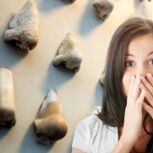 Como en el Museo danés mundo apareció sólo una colección de antiguos narices