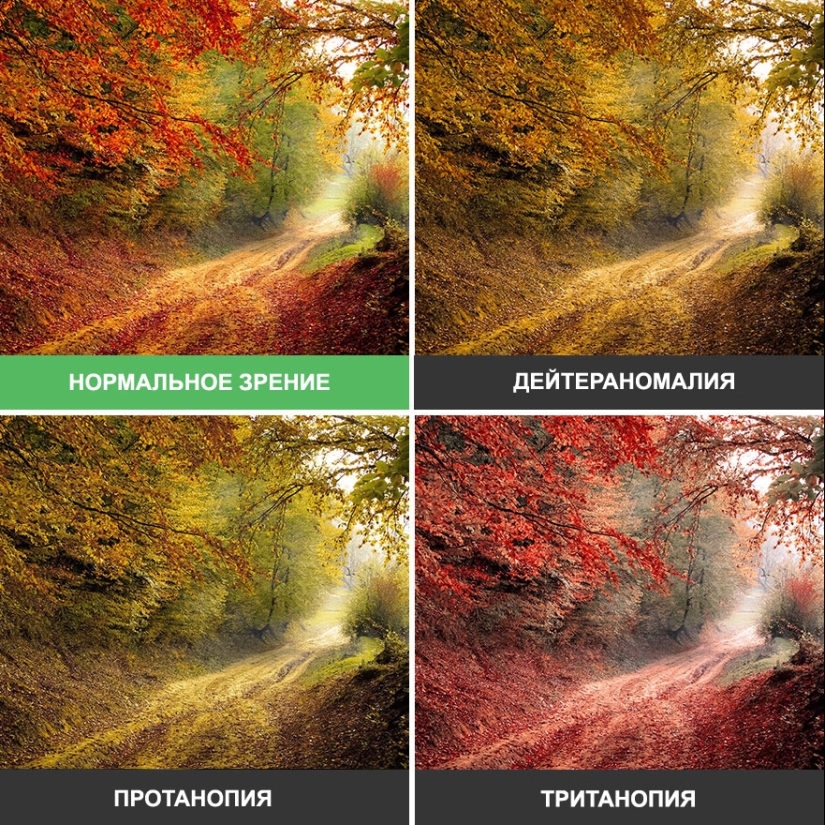 Como se ve el mundo a través de los ojos de los ciegos al color