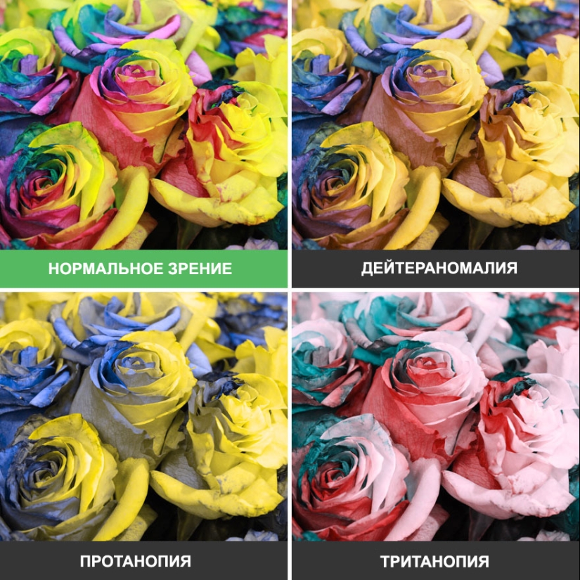 Como se ve el mundo a través de los ojos de los ciegos al color