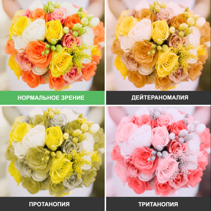 Como se ve el mundo a través de los ojos de los ciegos al color