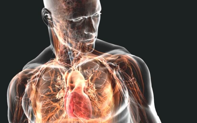 Contracción cerebral y 4 pruebas más de que el hombre sigue evolucionando Contracción cerebral y 4 pruebas más de que el hombre sigue evolucionando