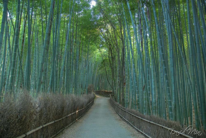 Corredor de bambú al pie de la montaña en Kioto