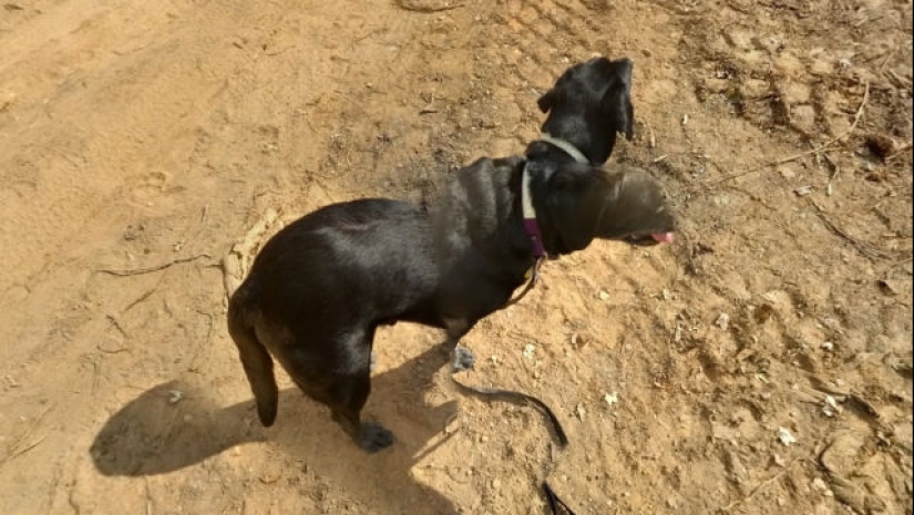 Cuando Google Maps se entrega: 20 fallas espeluznantes