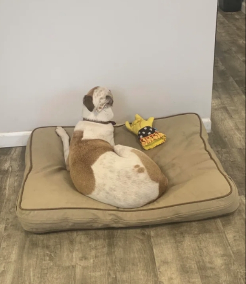 Cuando su mascota es un poco extraño: 15 de fotos y gifs que la exactitud de la risa