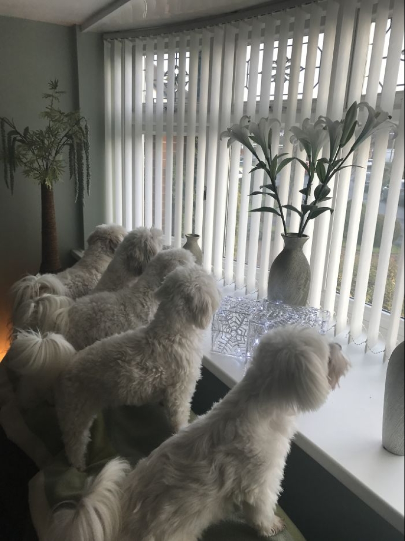 Cuatro patas de la felicidad: lo que la vida es como cuando en la casa más de dos perros Cuatro patas de la felicidad: lo que la vida es como cuando en la casa más de dos perros