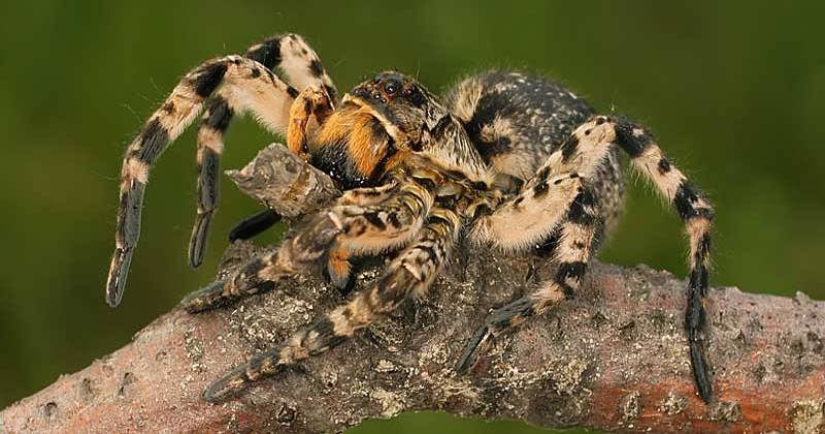 Cumplir Mizgir — respuesta nacional exóticas tarántulas Cumplir Mizgir — respuesta nacional exóticas tarántulas