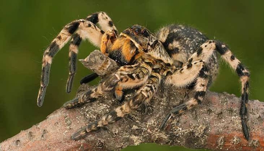 Cumplir Mizgir — respuesta nacional exóticas tarántulas Cumplir Mizgir — respuesta nacional exóticas tarántulas