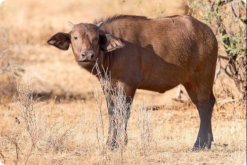 ¿Cuánto dura el embarazo más largo en animales?
