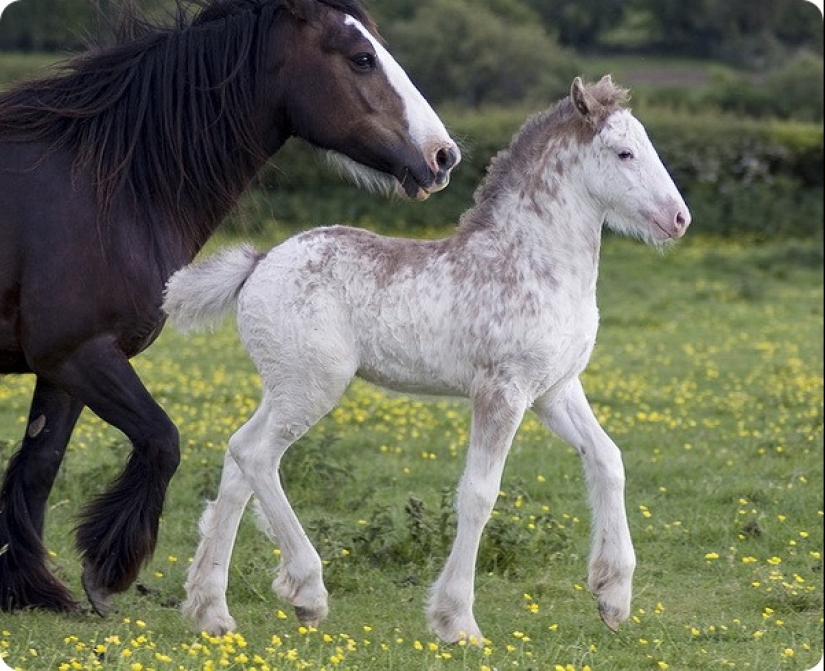 ¿Cuánto dura el embarazo más largo en animales?