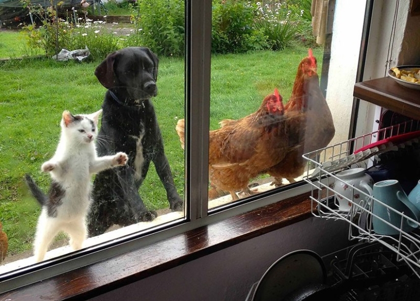 Curiosidad inhumana: qué ven los animales en las ventanas