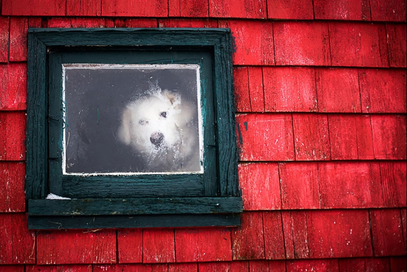 Curiosidad inhumana: qué ven los animales en las ventanas
