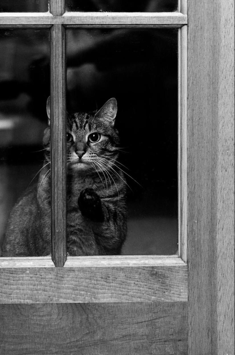 Curiosidad inhumana: qué ven los animales en las ventanas