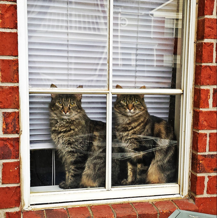 Curiosidad inhumana: qué ven los animales en las ventanas