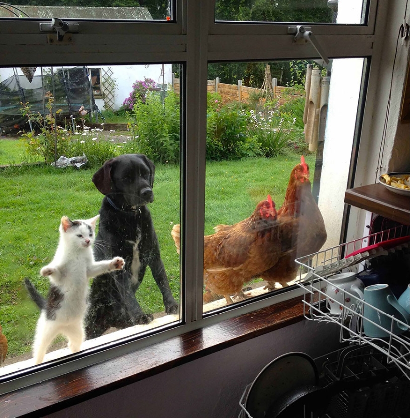 Curiosidad inhumana: qué ven los animales en las ventanas