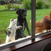 Curiosidad inhumana: qué ven los animales en las ventanas